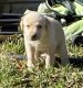 Labrador Retriever Puppies for sale in Spring, TX 77373, USA. price: NA