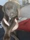 Labrador Retriever Puppies for sale in 1862 Guy Rd, Angier, NC 27501, USA. price: NA