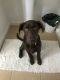 Labrador Retriever Puppies for sale in Meridian, ID, USA. price: $1,000