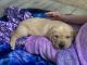 Labrador Retriever Puppies for sale in Hamlet, NC 28345, USA. price: NA