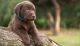 Labrador Retriever Puppies for sale in Pavoorchatram, Tamil Nadu, India. price: 4500 INR