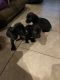 Labrador Retriever Puppies for sale in Santa Ana, CA 92704, USA. price: NA
