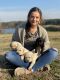 Labrador Retriever Puppies for sale in Timpson, TX 75975, USA. price: NA