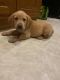 Labrador Retriever Puppies for sale in Finlayson, MN 55735, USA. price: NA