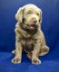 Labrador Retriever Puppies for sale in Ammon, ID, USA. price: NA