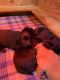 Labrador Retriever Puppies for sale in Beulaville, NC 28518, USA. price: $800
