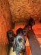 Labrador Retriever Puppies for sale in Edgewood, WA 98371, USA. price: $1,500