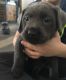 Labrador Retriever Puppies for sale in State College, PA, USA. price: $1,250