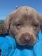 Labrador Retriever Puppies for sale in Bridgewater, VA 22812, USA. price: $1,200