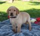 Labrador Retriever Puppies for sale in Perth Amboy, NJ, USA. price: NA