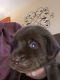 Labrador Retriever Puppies for sale in Thornton, CO, USA. price: NA