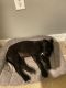 Labrador Retriever Puppies for sale in Ocala, FL 34472, USA. price: $650