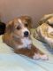 Labrador Retriever Puppies for sale in Riverside, CA, USA. price: NA