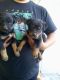 Labrador Retriever Puppies for sale in Santa Ana, CA 92706, USA. price: NA