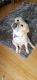 Labrador Retriever Puppies for sale in Palos Hills, IL 60465, USA. price: $2,000