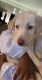 Labrador Retriever Puppies for sale in Vacaville, CA, USA. price: NA
