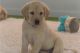 Labrador Retriever Puppies for sale in Chicago, IL, USA. price: $800