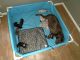 Labrador Retriever Puppies for sale in Rock Hill, SC 29732, USA. price: $1,000