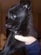Labrador Retriever Puppies for sale in Mesa, AZ 85210, USA. price: $200