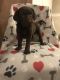 Labrador Retriever Puppies for sale in Newport, PA 17074, USA. price: $800