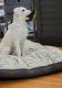 Labrador Retriever Puppies for sale in Mt Prospect, IL 60056, USA. price: NA
