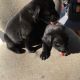 Labrador Retriever Puppies for sale in Palm Bay, FL, USA. price: $700