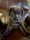 Labrador Retriever Puppies for sale in San Antonio, TX 78213, USA. price: NA