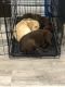 Labrador Retriever Puppies for sale in Pompano Beach, FL 33064, USA. price: $1,300