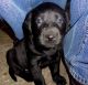 Labrador Retriever Puppies for sale in TEMPLE TERR, FL 33617, USA. price: $700