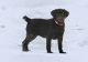 Labrador Retriever Puppies for sale in Millersburg, OH 44654, USA. price: $600