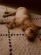 Labrador Retriever Puppies for sale in Tustin, CA 92782, USA. price: NA