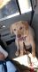 Labrador Retriever Puppies for sale in Charlotte, NC, USA. price: NA