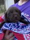 Labrador Retriever Puppies for sale in Lufkin, TX, USA. price: $1,000