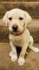 Labrador Retriever Puppies for sale in Orem, UT, USA. price: $600