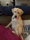 Labrador Retriever Puppies for sale in Canyon Lake, TX 78130, USA. price: NA