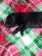 Labrador Retriever Puppies for sale in Sunbury, PA 17801, USA. price: $900