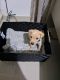 Labrador Retriever Puppies for sale in Calexico, CA, USA. price: NA