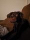 Labrador Retriever Puppies for sale in Chippewa Falls, WI 54729, USA. price: $600