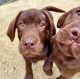 Labrador Retriever Puppies for sale in California City, CA, USA. price: $460