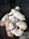 Labrador Retriever Puppies for sale in Pilot Hill, CA 95664, USA. price: NA