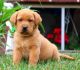 Labrador Retriever Puppies for sale in Minneapolis, MN 55424, USA. price: NA
