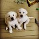 Labrador Retriever Puppies for sale in Texas Plaza Dr, Irving, TX 75062, USA. price: NA