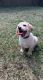 Labrador Retriever Puppies for sale in Hampton, VA, USA. price: NA