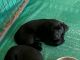 Labrador Retriever Puppies for sale in Hickory, NC, USA. price: NA