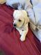 Labrador Retriever Puppies for sale in Pahrump, NV, USA. price: NA