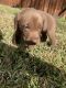 Labrador Retriever Puppies for sale in Seagoville, TX, USA. price: NA
