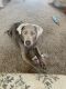 Labrador Retriever Puppies for sale in Omaha, NE 68136, USA. price: $600