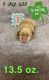 Labrador Retriever Puppies for sale in Butler, PA, USA. price: $2,000