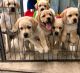 Labrador Retriever Puppies for sale in Laplace, LA, USA. price: $800