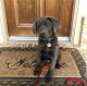 Labrador Retriever Puppies for sale in Texarkana, TX, USA. price: $500